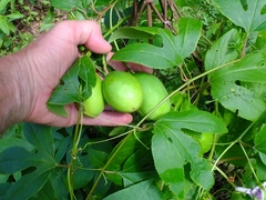 Passiflora incarnata
