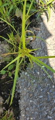 Cyperus iria