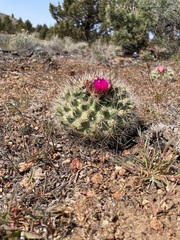 Pediocactus nigrispinus