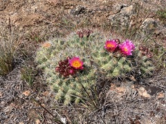 Pediocactus nigrispinus