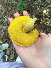 Retiboletus