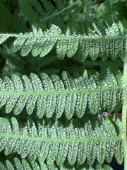 Amauropelta noveboracensis