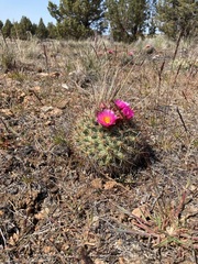 Pediocactus nigrispinus