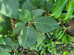 Ficus erecta beecheyana