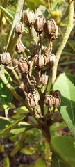 Lyonia fruticosa