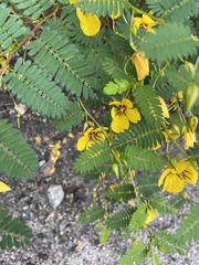 Chamaecrista