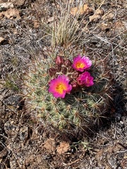 Pediocactus nigrispinus
