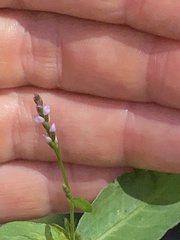 Persicaria pensylvanica