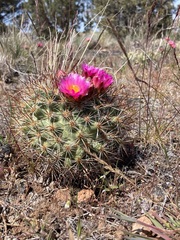 Pediocactus nigrispinus