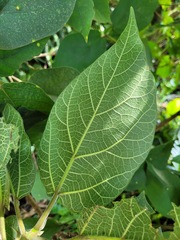 Ficus erecta beecheyana