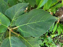 Ficus erecta beecheyana