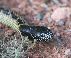 Lampropeltis splendida