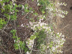 Prunus humilis