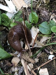 Deroceras reticulatum