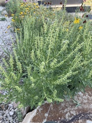 Ambrosia psilostachya