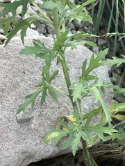 Ambrosia psilostachya