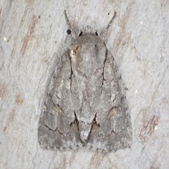 Acronicta