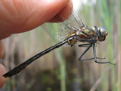 Cordulia shurtleffii