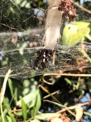 Cyrtophora citricola