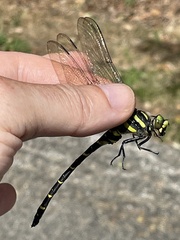 Cordulegaster bidentata