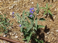 Solanum elaeagnifolium