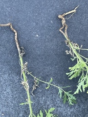 Ambrosia psilostachya