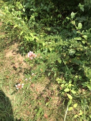 Lespedeza virginica