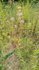 Valeriana officinalis