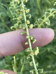 Ambrosia psilostachya