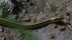 Thamnophis proximus