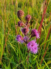 Liatris ligulistylis