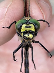 Cordulegaster bidentata