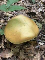 Retiboletus