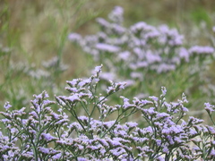 Limonium narbonense
