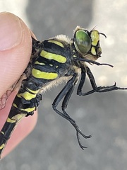 Cordulegaster bidentata