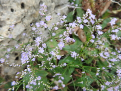Limonium narbonense