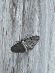 Eupithecia miserulata