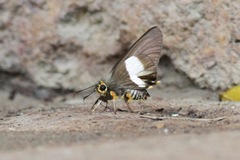 Coeliades forestan forestan