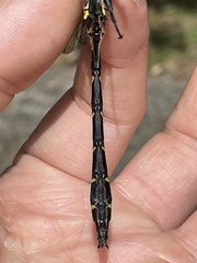 Cordulegaster bidentata