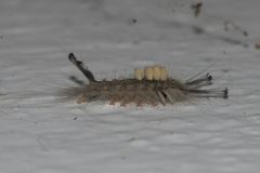 Lymantriinae