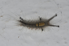 Lymantriinae