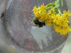 Bombus occidentalis