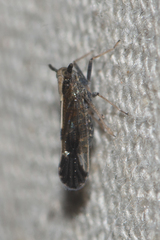 Perkinsiella