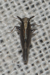 Perkinsiella