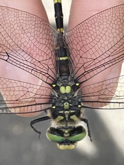 Cordulegaster bidentata