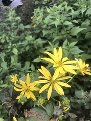 Silphium asteriscus trifoliatum