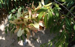 Diplopterys pubipetala