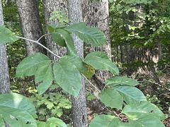 Carya tomentosa