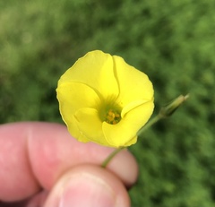Oxalis pes-caprae
