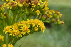 Solidago sempervirens